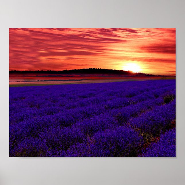 Lavendel Field Sunset Poster (Vorne)