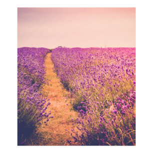 Lavendel Fotodruck