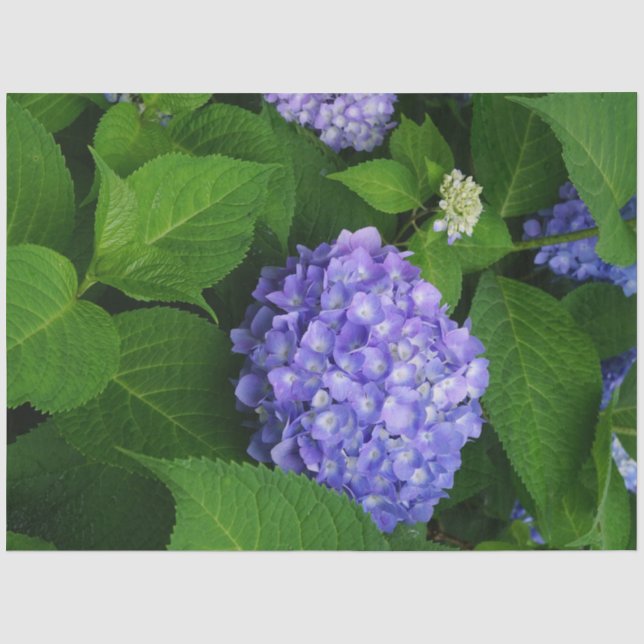 Lavendel Hortensie Seidenpapier (Vorderseite)