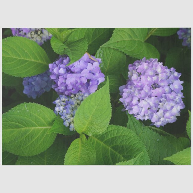 Lavendel Hortensie Seidenpapier (Vorderseite)