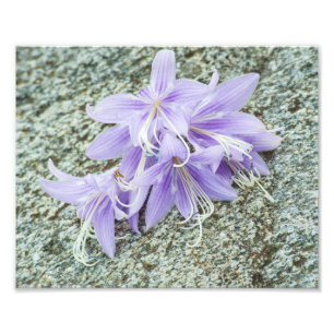 Lavendel hosta Blume in voller Blüte Fotodruck