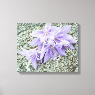 Lavendel-Hosta-Blüten in voller Blüte Leinwanddruck