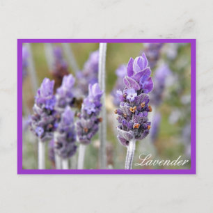 Lavendel in der blühenden Postkarte
