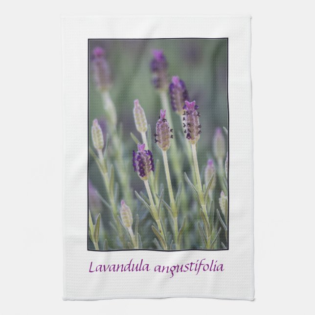 Lavendel in der Blüte Geschirrtuch (Vertikal)