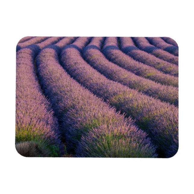 Lavendel in der Provence Magnet (Horizontal)