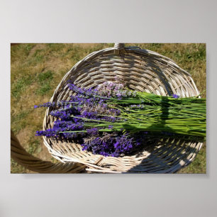 Lavendel in einem Korb Poster