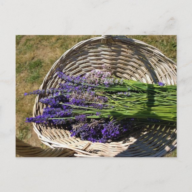 Lavendel in einem Korb Postkarte (Vorderseite)