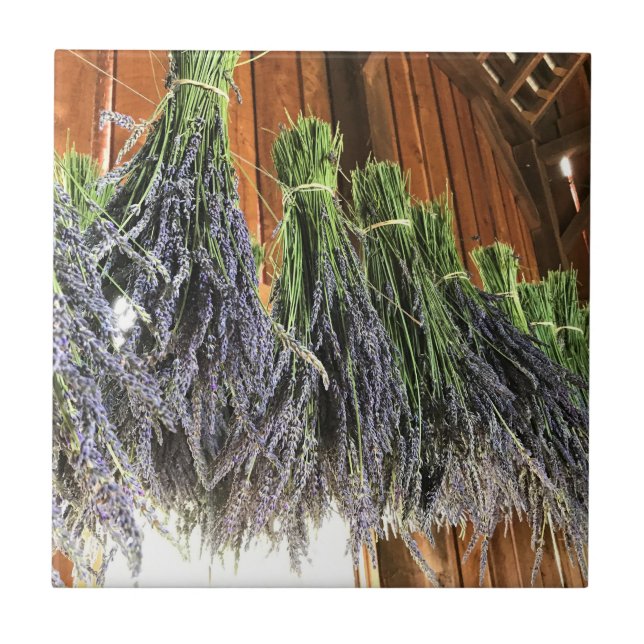 Lavendel in einer Scheune Fliese (Vorderseite)