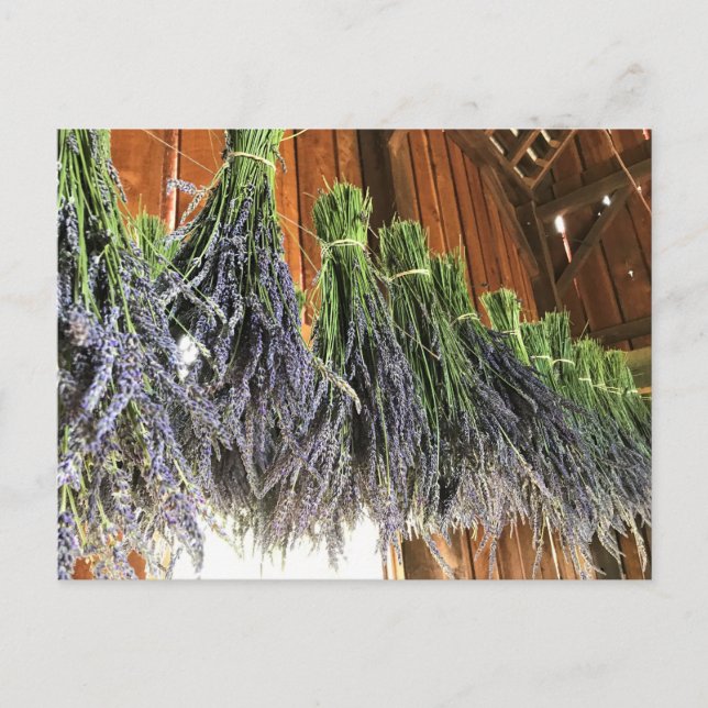 Lavendel in einer Scheune Postkarte (Vorderseite)