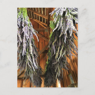 Lavendel in einer Scheune Postkarte