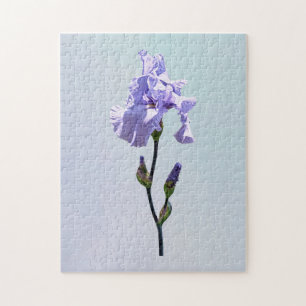 Lavendel-Iris und Knospen