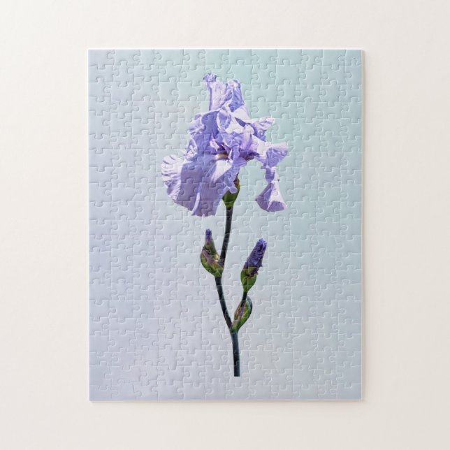 Lavendel-Iris und Knospen (Vertikal)