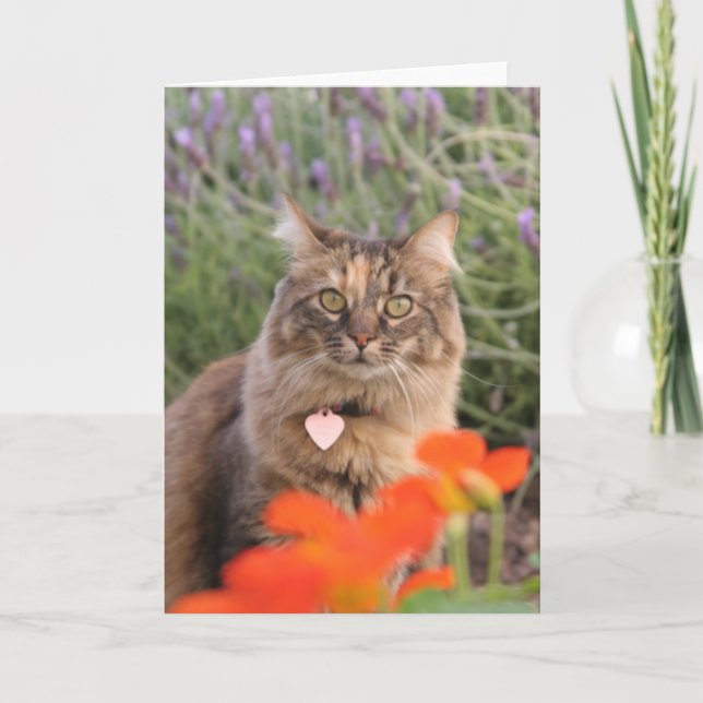 Lavendel, Kapuzinerkäse und eine Schildpatt-Katze Karte (Vorderseite)