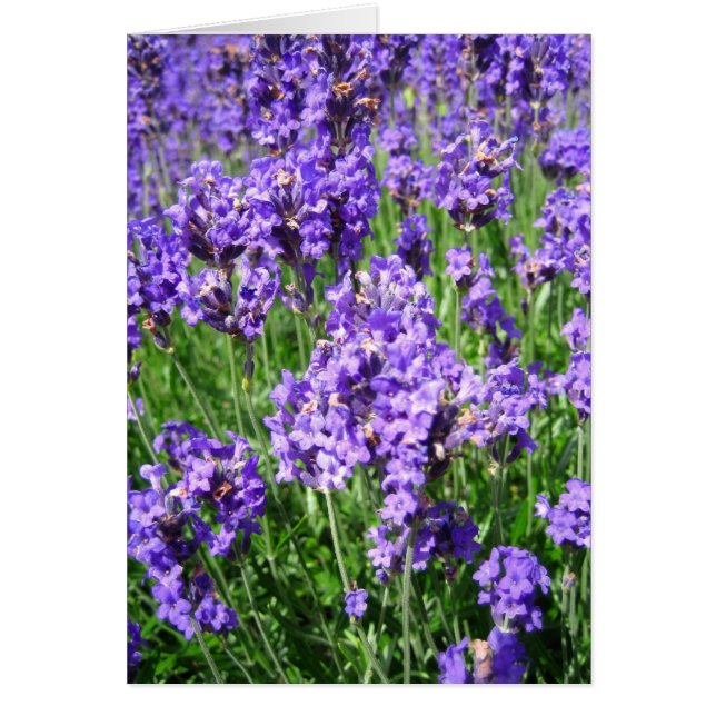 Lavendel - Karte (Vorne)