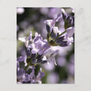 Lavendel Kräuter Postkarten