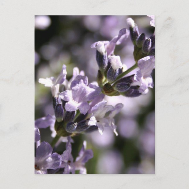 Lavendel Kräuter Postkarten (Vorderseite)