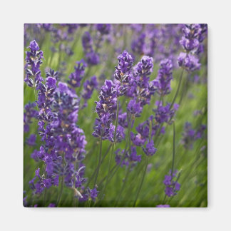 Lavendel | Lavendel Magnet
