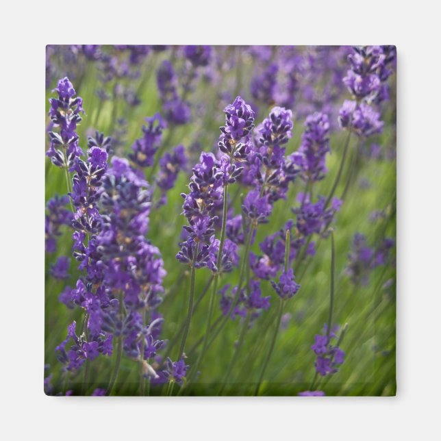Lavendel | Lavendel Magnet (Vorne)