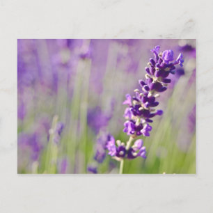 Lavendel   Lavendel Postkarte