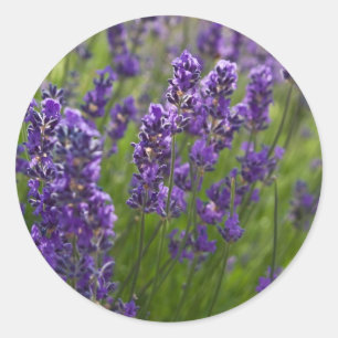 Lavendel   Lavendel Runder Aufkleber