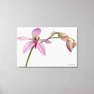 Lavendel-lila Orchidee Leinwanddruck