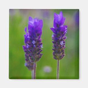 Lavendel Magnet