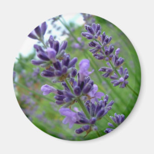 Lavendel Magnet