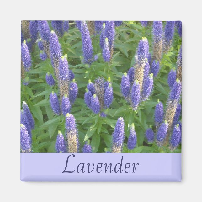 Lavendel Magnet (Vorne)