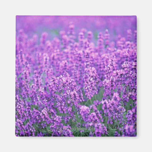 Lavendel Magnet (Vorne)