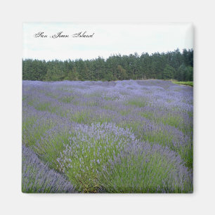 Lavendel Magnet