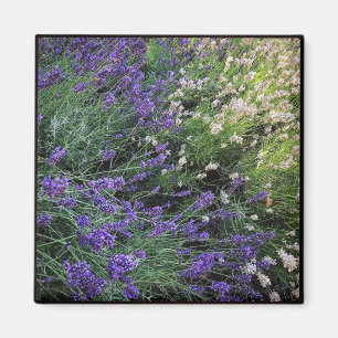 Lavendel Magnet