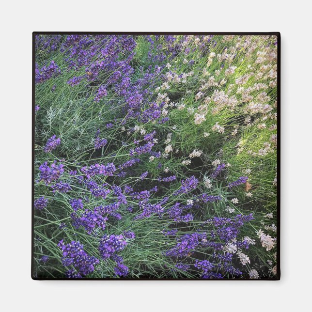 Lavendel Magnet (Vorne)