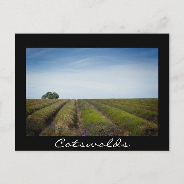 Lavendel nach der Ernte schwarze Postkarte (Vorderseite)