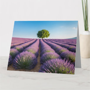 Lavendel Natur Außenwelt Landschaft Ruhe Friedlich Karte