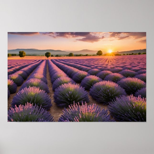 Lavendel Natur Außenwelt Landschaft Ruhe Friedlich Poster (Vorne)