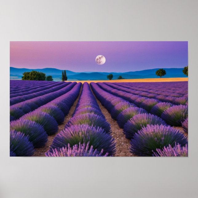 Lavendel Natur Außenwelt Landschaft Ruhe Friedlich Poster (Vorne)