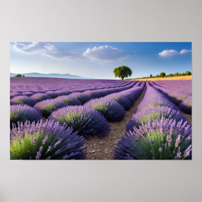 Lavendel Natur Außenwelt Landschaft Ruhe Friedlich Poster (Vorne)