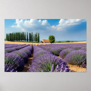 Lavendel Natur Draußen Landschaft Ruhig Friedlich Poster