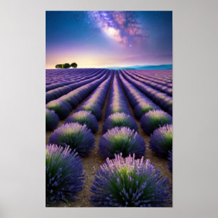 Lavendel Natur Draußen Landschaft Ruhig Friedlich Poster
