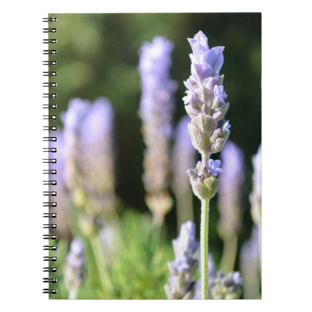 Lavendel-Notizbuch Notizblock (Vorderseite)