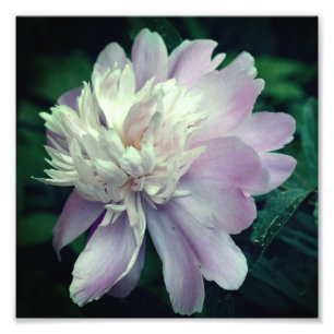Lavendel Peony Blume in Blüte Nah bis 8x8 Fotodruck