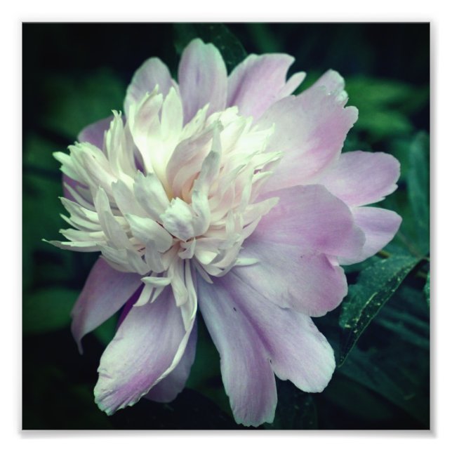Lavendel Peony Blume in Blüte Nah bis 8x8 Fotodruck (Vorne)