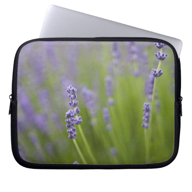 Lavendel Pflanze 2 Laptopschutzhülle (Vorderseite)