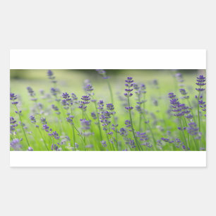 Lavendel Pflanze Blume Feld Natur nahe Details Rechteckiger Aufkleber