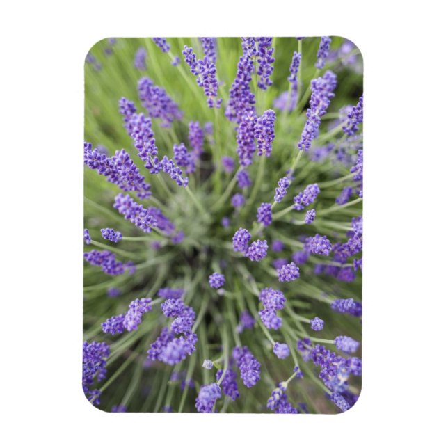 Lavendel-Pflanze Magnet (Vertikal)
