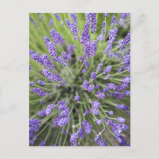 Lavendel-Pflanze Postkarte (Vorderseite)