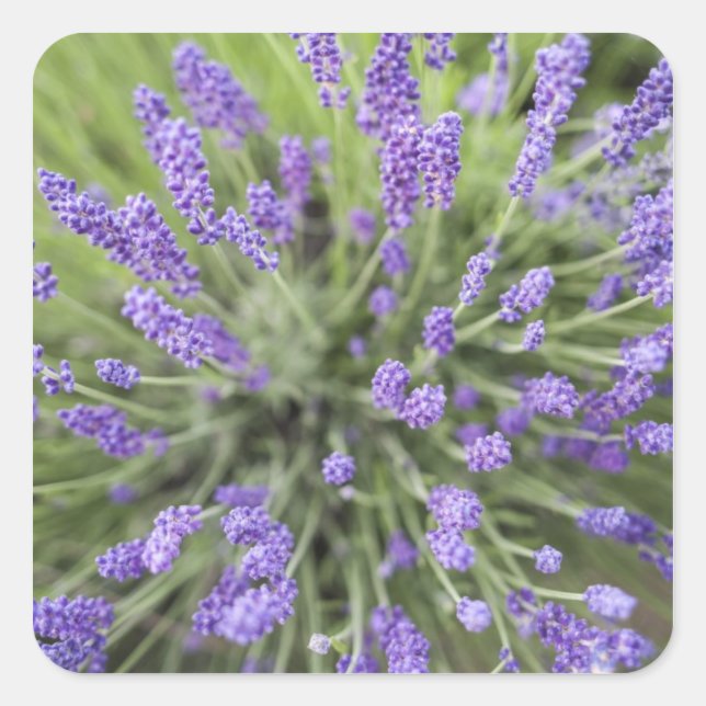Lavendel-Pflanze Quadratischer Aufkleber (Vorderseite)