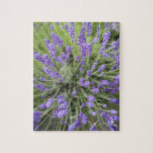 Lavendel-Pflanzen