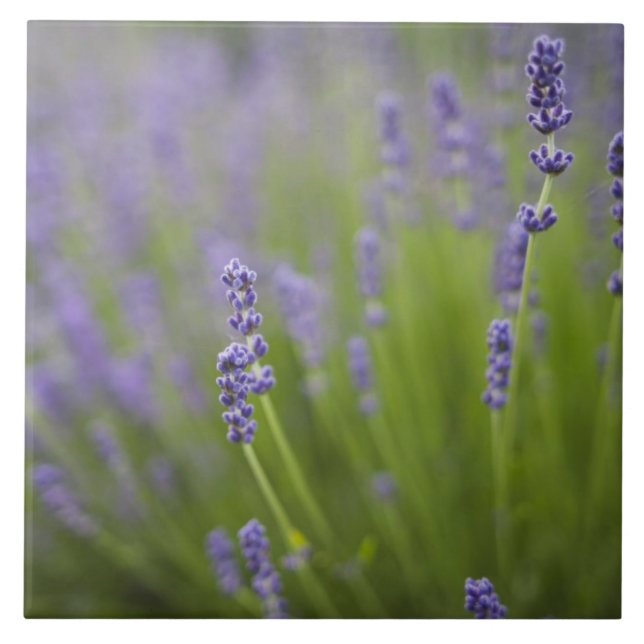 Lavendel Pflanzen 2 Fliese (Vorderseite)