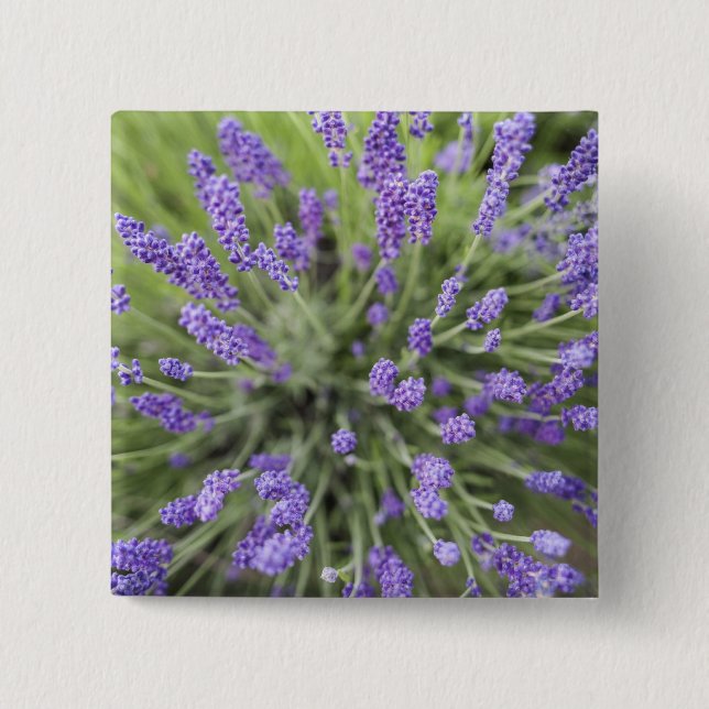 Lavendel-Pflanzen Button (Vorderseite)